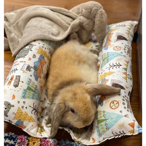 Rabbit Bed Diy, Diy Rabbit Bed, Rabbit Beds, Nature Kingdom, Bunny Projects, Bunny Cuddle, Bunny Items, Bunny Bed, Cats And Rabbits