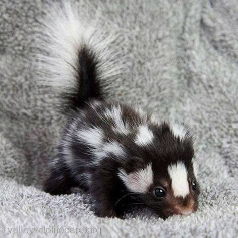 Baby Skunk, Baby Skunks, Söt Katt, Baby Animals Pictures, Cool Pets, Cute Creatures, Sweet Animals, Animal Photo, Cute Little Animals