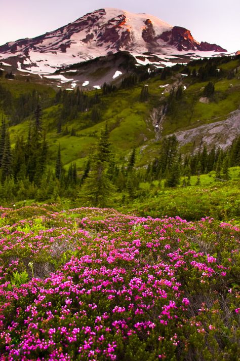 Taiga Biome Aesthetic, Washington Wildflowers, Taiga Biome, Drag Art, Wanderlust Decor, Homeschool Projects, Mount Rainier National Park, Rainier National Park, Biome