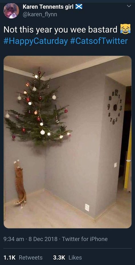 Cat-safe Xmas tree Cat Safe Christmas Tree, Cute Cat Quotes, Blonde Cat, Cute Animal Memes, Cat Hiding, Dogs Funny, Belly Laughs, Cat Pictures, Find A Way