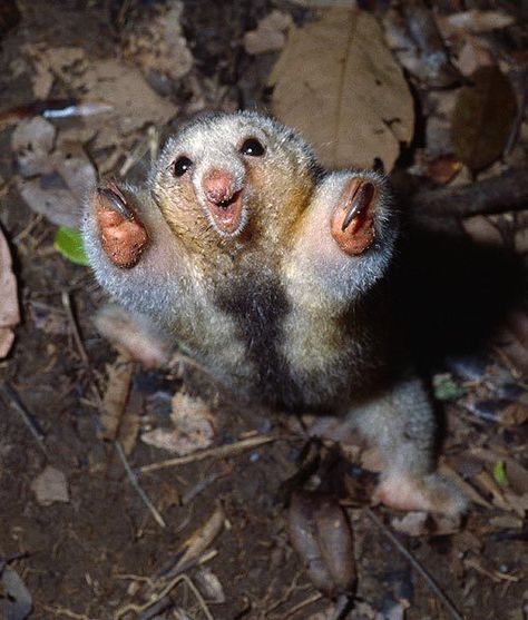 SILKY ANTEATER Silky Anteater, Ant Eater, Unusual Animal Friendships, Sea Slug, Interesting Animals, Animals Friendship, Einstein Quotes, Unusual Animals, Rare Animals