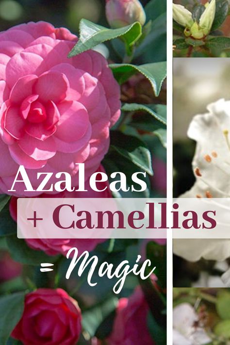 Want a beautiful fall blooming plant pairing? This autumn reblooming of Encore Azaleas coincides perfectly with the bloom of the camellias found in the Southern Living® Plant Collection. Read more here... #encoreazalea #fallflowers #reblooming Camellia Shrub Landscaping, Camellia Companion Plants, Camellia Landscaping, Azealia Flower, Azaleas Landscaping, Yuletide Camellia, Encore Azaleas, Autumn Fire, Southern Living Plant Collection