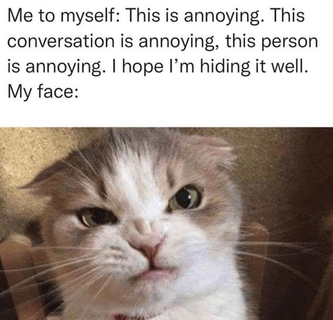 20+ Sassy Memes for Cranky Ladies Who Have More Attitude Than Any Man Can Handle (January 26, 2023) - CheezCake - Parenting | Relationships | Food | Lifestyle Animals Doing Funny Things, Funny Cats And Dogs, Memes Br, Work Memes, Funny Cat Memes, Work Humor, Animal Memes, Bones Funny, Videos Funny