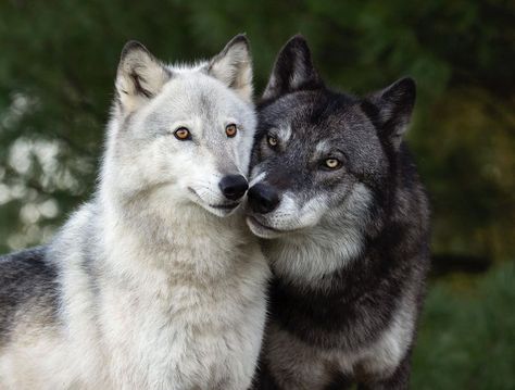 Wolf And Husky, Silly Wolves, Wolves Cute, Wolves Playing, Wolves Aesthetic, Cute Wolves, Stranger Aesthetic, 3 Wolves, Timber Wolves