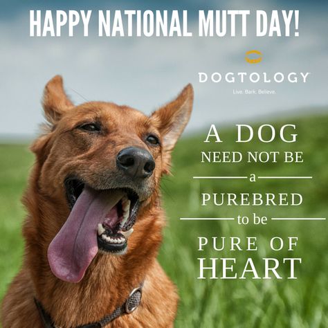 Happy National Mutt Day National Dog Day Quotes, Mutts Dogs, Mutt Puppies, National Mutt Day, Animal Calendar, Pure Of Heart, Animal Shelter Volunteer, Happy National Dog Day, Mutt Dog