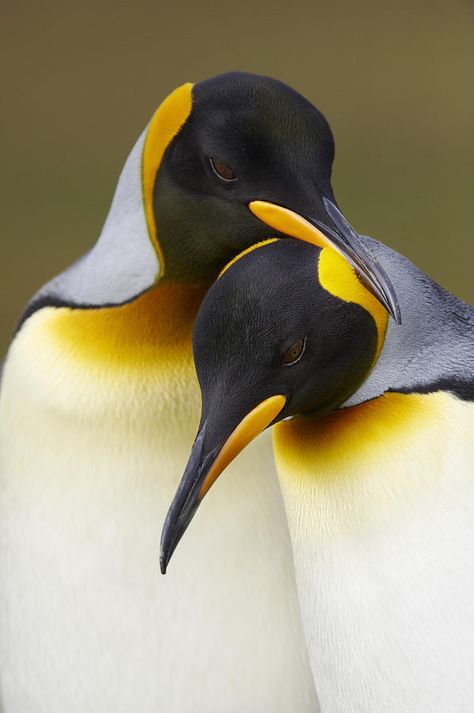 King Penguin, Penguin Love, Emperor Penguin, Cute Penguins, Sea Birds, Colorful Birds, Funny Art, 귀여운 동물, Wildlife Photography