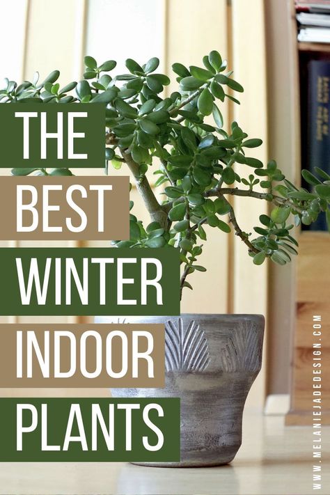 Winter Plants Indoor, Plants In Front Of Fireplace, Best Air Purifying Plants, Low Maintenance Indoor Plants, Creeping Fig, Jade Design, Live House Plants, Lucky Plant, Living Room Plants