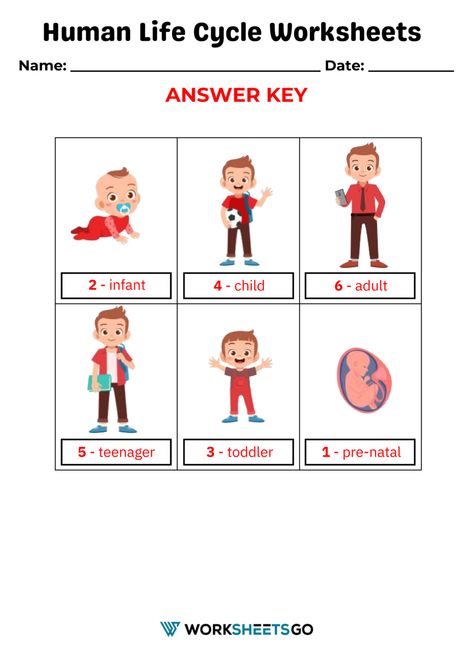 Human Life Cycle Worksheet Answer Key Human Life Cycle For Kids, Fish Life Cycle, Life Cycle Worksheet, Penguin Life Cycle, Human Body Diagram, Phonics Puzzles, Human Life Cycle, Cycle For Kids, Addition Kindergarten