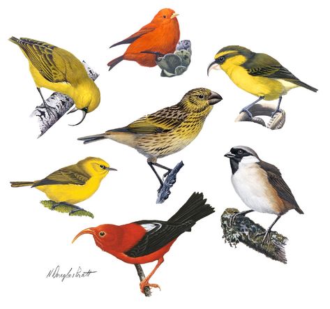 Using a large DNA data set, researchers have identified the progenitor of Hawaiian honeycreepers and have linked their rapid evolution to the geological formation of the four main Hawaiian Islands Hawaiian Birds, Hawaiian Art, Island Decor, Bird Illustration, Hawaiian Islands, Cool Posters, Bird Prints, Bird Feathers, Bird Art