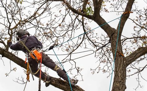 Arborist Climbing Trees, Arborist Climbing, Climbing Equipment, Climbing Trees, Lifestyle Trends, Mountain Backpack, Bradley Mountain, Climbing, Trees