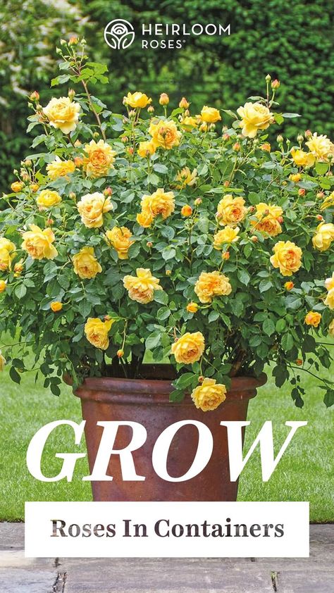 roses, container gardening, diy, summer garden 2022, golden celebration Roses In Containers, Deck Terrace, How To Grow Roses, Container Roses, Terrace Patio, Heirloom Roses, Shrub Roses, Organic Soil, Large Yard