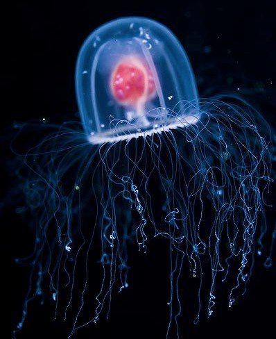 Bioluminescent Animals, Immortal Jellyfish, Jellyfish Facts, Dark Water, Sea Cow, Deep Sea Creatures, Live Forever, Sea Lion, Marine Animals