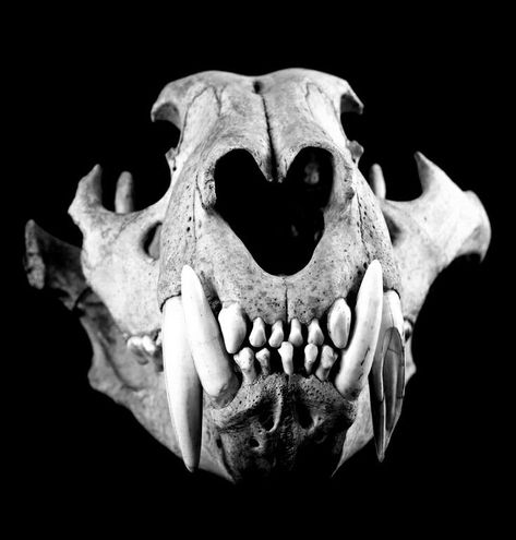 Smilodon Skull, Canine Skull, Tiger Skull, Bear Skull, Dog Skull, Skull Reference, Wolf Skull, Dog Skeleton, Animal Skeletons