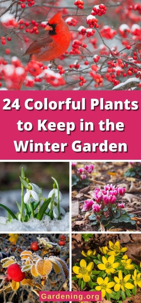 Outdoor Winter Plants, Winter Flowers Garden, Winter Shrubs, Red Twig Dogwood, Cheap Plants, Fall Container Gardens, Outside Plants, Best Perennials, Gardening Hacks