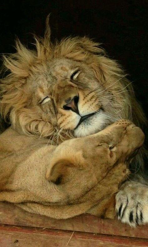 LISI🌷 on Twitter: ""When two hearts hug each other." @ldd2407  #HappyNewWeek #WithLove 💞… " Lion Love, Lion And Lioness, My Queen, Cheetahs, A Lion, Sweet Animals, Animal Planet, Beautiful Cats, Animals Friends