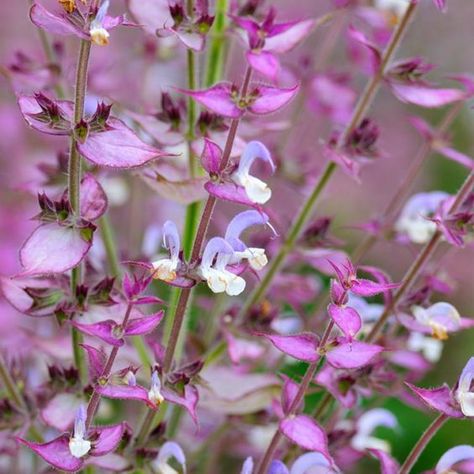 Native to the Mediterranean region, Salvia sclarea (Clary Sage) is an attractive biennial or short-lived perennial which forms a basal rosette of strongly scented, wrinkled, gray-green leaves. In late spring, the very showy inflorescence of tubular, two-lipped, creamy white to lilac flowers opens well above the foliage. Although the flowers are quite small, they are subtended by papery, mauve-pink bracts that attract attention. Adding a cottage flavor to the garden, this sage creates real drama Rose Companion Plants, Salvia Plants, Easy Perennials, Prairie Planting, Skin Booster, Sage Plant, Salvia Sclarea, Clary Sage Essential Oil, Best Perennials