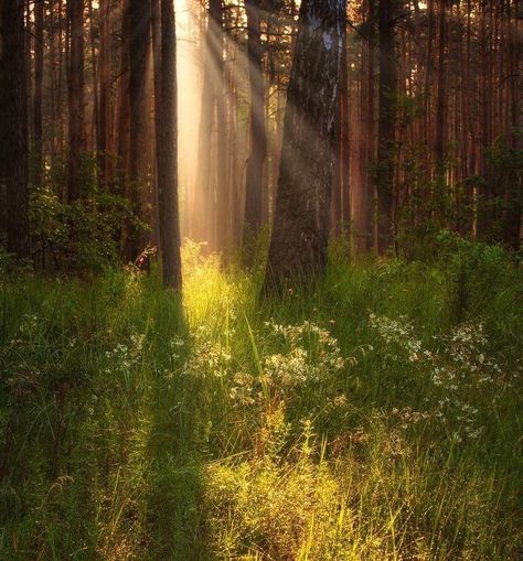 Sunlight Forest, Forest Morning, Grass Meadow, Forest Meadow, Summer Forest, Morning Nature, Nostalgia Aesthetic, Fever Dream, Spring Morning