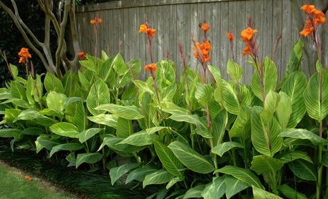 Canna Lilly Texas Landscaping, Landscape Borders, Canna Lily, Fleur Orange, Tropical Gardens, Landscape Design Plans, Fence Landscaping, Tropical Landscaping, Pretoria