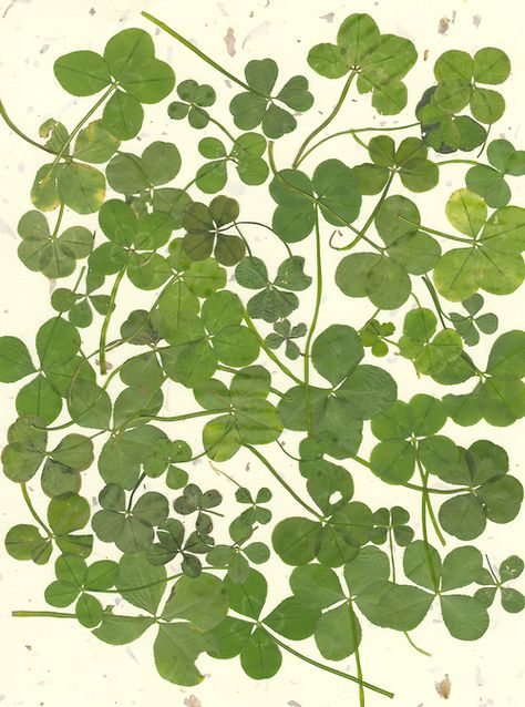 Erin Go Bragh! | Shamrocks The Shape, Green Leaves, Green