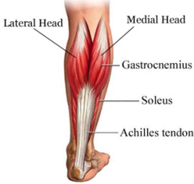 Calf Muscle Pain, Achilles Pain, Shin Splint Exercises, Ryan Howard, Foot Exercises, Achilles Tendon, Psoas Muscle, Shin Splints, Mobility Exercises