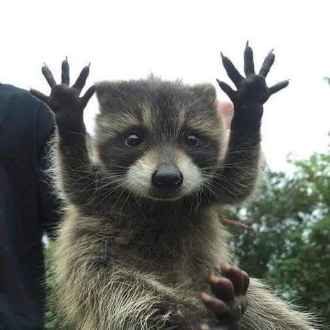 Maur Maur, Trash Pandas, Pet Raccoon, Cute Raccoon, Raccoon Funny, Cute Animals Images, Pretty Animals, Silly Animals, Cute Wild Animals