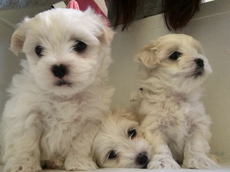 Pretty Puppies, Teacup Maltese Puppies, Teacup Maltese, Maltese Puppies, Three Dogs, Maltese Puppy, My Brother, 귀여운 동물, Maltese