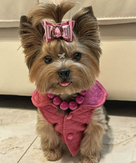 Yorkie Haircut, Yorkie Hairstyles, Yorkie Haircuts, Cute Teacup Puppies, Teacup Yorkie Puppy, Dog Leash Training, Puppy Mom, Very Cute Puppies, Dog Haircuts