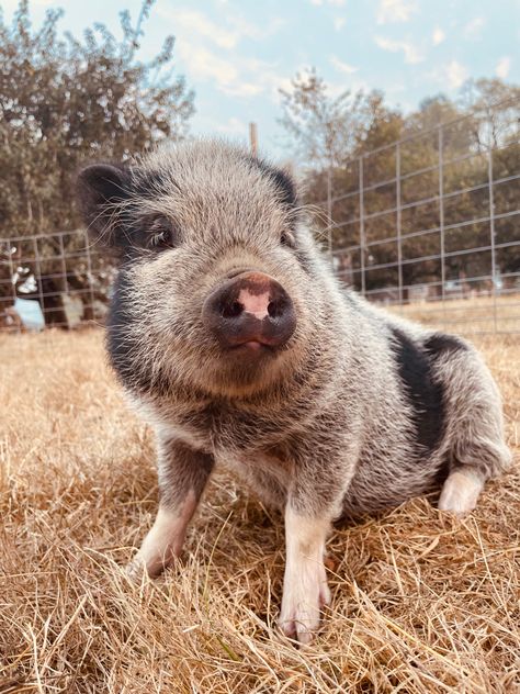 Boone is a young mini pig! (Not full grown) Miniature Pigs Full Grown, Teacup Pigs Full Grown, Potbelly Pigs, Farm Dream, White Pig, Big Pigs, Miniature Pigs, Micro Pigs, Teacup Pigs