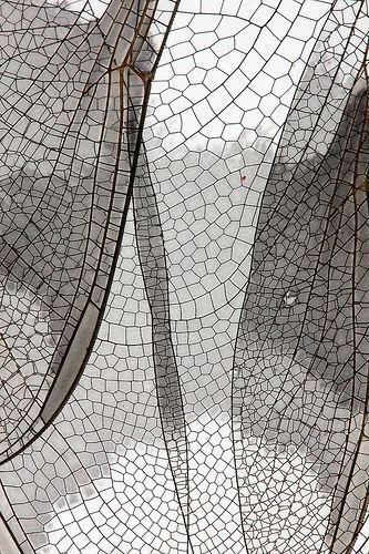 Butterfly Layers, Flight Wings, Fragile Beauty, Nature Texture, Nature Patterns, Insect Wings, Dragonfly Wings, Nature Pattern, Texture Inspiration