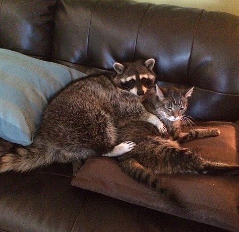 Raccoons And Cats, Cats And Raccoons, Raccoon And Cat, Fat Raccoon, Pet Raccoon, Cute Raccoon, Raccoon Funny, Trash Panda, The Fox And The Hound