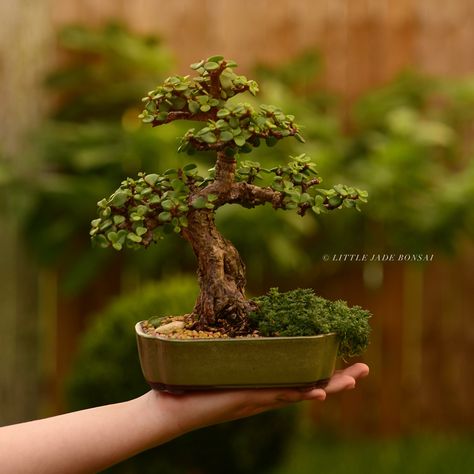 Jade Plant Bonsai, Garden Bonsai Tree, Bonsai Making, Japanese Bonsai Tree, Jade Bonsai, Maple Bonsai, Bonsai Tree Types, Bonsai Tree Care, Mame Bonsai