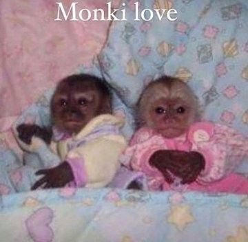 Silly Animal Pictures, Cute Monkey Pictures, Me And Who, Monkey Pictures, Funny Animal Photos, Monkeys Funny, Cute Monkey, Super Cute Animals