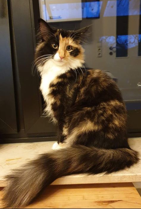 Long Hair Calico Cats, Long Hair Tortoise Shell Cat, Long Hair Calico, Cat Expressions, Calico Cats, Dream's Cat, Cat Reference, Puppies And Kitties, Cat Pose