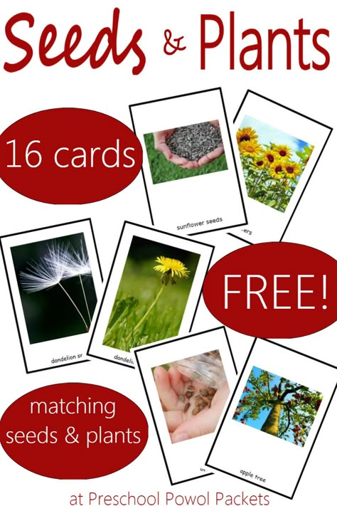 Fun game with awesome seed and plant matching cards! Which seeds grow into which plants? Perfect for preschoolers and older kids! Seeds Preschool, Preschool Gardening, Plants Kindergarten, Plant Lessons, Garden Unit, Preschool Garden, Plants Unit, Preschool Spring, The Tiny Seed