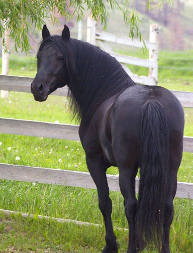 Cherry Creek Canadian horses. Canadian Horse, Best Names, Beautiful Horses Photography, Black Horses, Most Beautiful Animals, Majestic Horse, Horses And Dogs, All The Pretty Horses, Horse Drawings