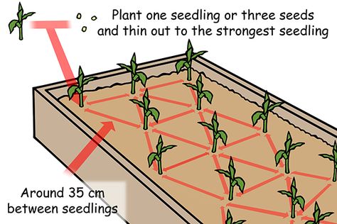 Planting Corn In A Raised Bed – Urban Food Garden Growing Corn, Vegetable Beds Raised, English Garden Design, Winter Vegetables Gardening, Building Raised Garden Beds, Vegetable Bed, Vegetable Garden Raised Beds, Corn Plant, Building A Raised Garden