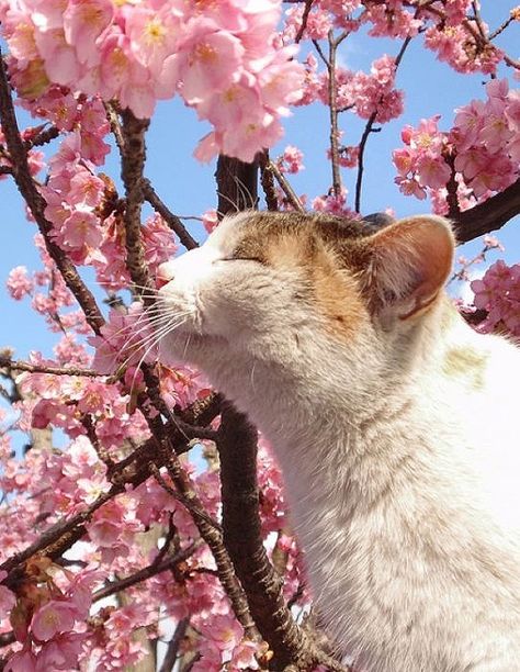 Cherry Blossom Tree Cats A Tree, A Cat, Flowers, Pink