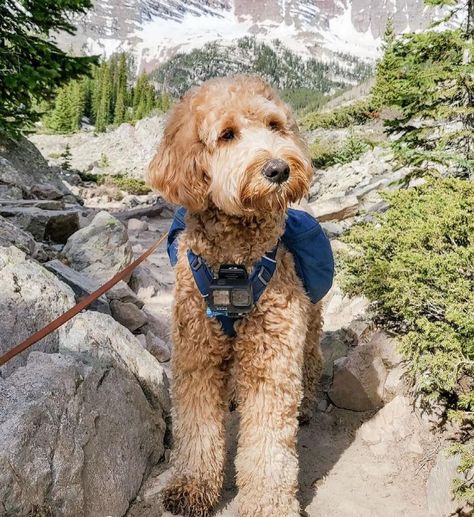 Mini Goldendoodle Full Grown, Full Grown Mini Goldendoodle, Labradoodle Full Grown, Goldendoodle Full Grown, Teacup Goldendoodle, Medium Goldendoodle, Puppy Doodle, Goldendoodle Haircuts, Goldendoodle Miniature