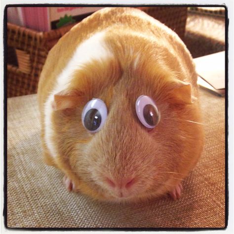 Elsie has googly eyes. Your argument is invalid. Pig Videos Funny, Guinea Pig Videos, Pig Videos, Guinea Pig Costumes, Unusual Animal Friendships, Guinea Pigs Funny, Animal Friendships, Funny Baby Memes, Pet Guinea Pigs