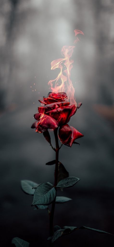 Fire Photography, Beautiful Wallpapers Backgrounds, Photography Beautiful, Wallpapers Backgrounds, Beautiful Wallpapers, Nature Photography, Wallpapers, Iphone, Flowers