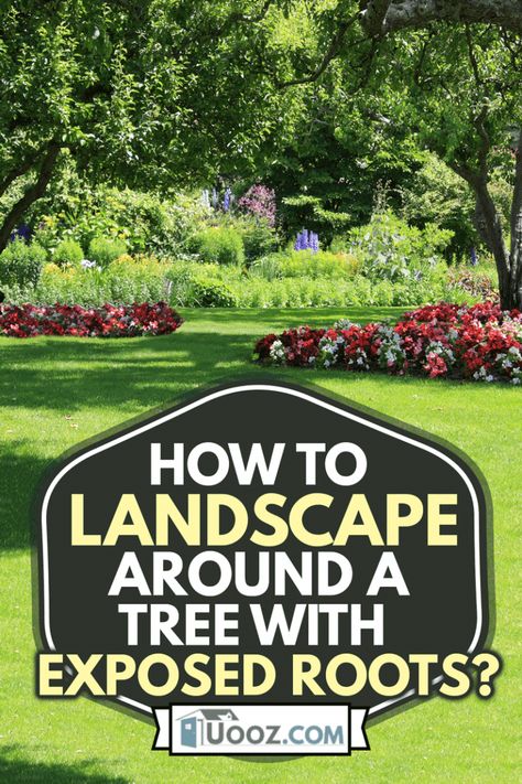 Base Of Tree Ideas, Tree Root Garden Ideas, How To Landscape On A Slope, Tree Base Ideas Outdoor, Planting Around A Tree Stump, How To Cover Exposed Tree Roots, Tree Roots Above Ground, Landscaping Around Trees With Big Roots, How To Cover Tree Roots In Yard