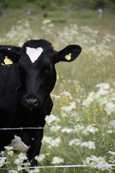 Hearts In Nature, Heart In Nature, I Love Cows, Life On The Farm, Farm Living, Animals Farm, Cow Calf, Down On The Farm, Barbed Wire