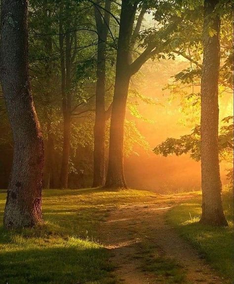 “. Good morning friends ☀️” Wald Wallpaper, Forest Sunset, Landscape Photography Nature, Pretty Landscapes, Morning Friends, Beautiful Landscape Wallpaper, Good Morning Friends, Autumn Landscape, Beautiful Scenery Nature