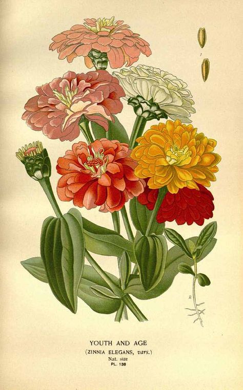 119830 Zinnia elegans Jacq. var. hort. / Step, E., Bois, D., Favourite flowers of garden and greenhouse, vol. 2: t. 138 (1896-1897) [D.G.J.M. Bois] Botanical Silhouette, Zinnia Elegans, Summer Flowers Garden, Zinnia Flowers, Illustration Botanique, Small Drawings, Hur Man Målar, Vintage Botanical, Flower Images