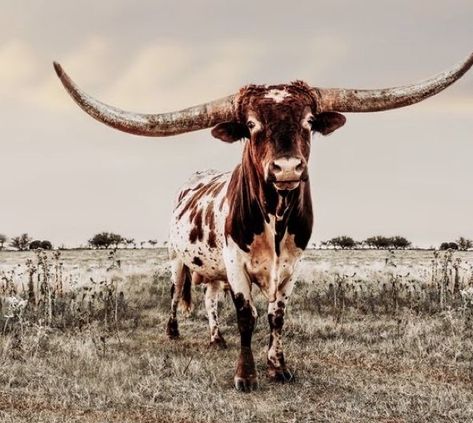 Country Sunrise, Long Horn, Tumblr Aesthetic, Watering Can, Horn, Cow, Tumblr, Closet