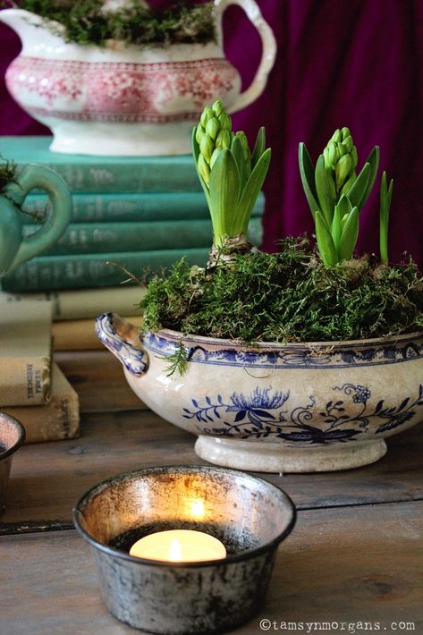 Hyacinth Bulbs, Vintage Containers, Spring Centerpiece, Front Porch Christmas Decor Ideas, Porch Christmas Decor Ideas, Porch Christmas Decor, Front Porch Christmas, Christmas Decor Ideas Diy, Garden Bulbs