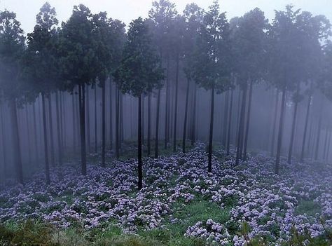 I couldn't find where this exactly is, but it was so beautiful I had to post it. Japanese Forest, Hydrangea Garden, Forest Photos, Misty Forest, Beautiful Sites, Forest Flowers, Enchanted Forest, Pretty Places, Fantasy Landscape