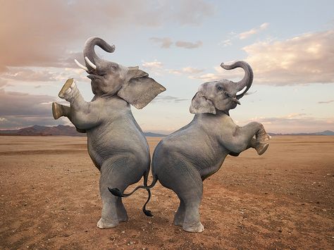 Next stop: Pinterest Animal Concept, Giraffe Images, Funny Dancing, Funny Elephant, Elephant Images, Happy Elephant, Elephant Pictures, Elephants Photos, Flying Elephant