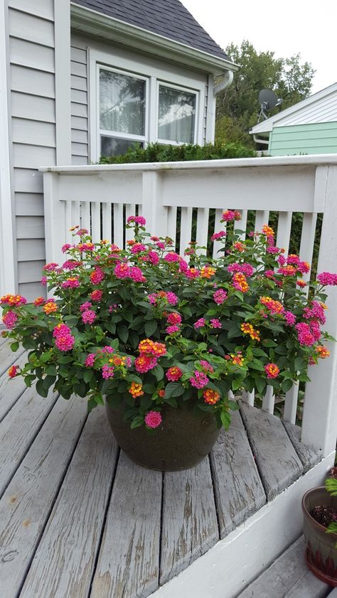 Lantana In Flower Beds, Front Yard Potted Plants, Lantana In Pots, Lantana Landscaping, Lantana Flowers In Pots, Potted Flowers For Patio, Outdoor Flower Pot Ideas, Lantana Flower, Lantana Plant