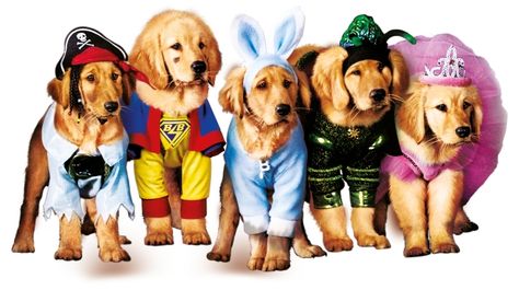 Spooky Buddies Air Buddies Movies, Air Buddies, Spooky Buddies, Air Buds, Air Bud, Talking Dog, Dog Movies, Disney Live, Family Films